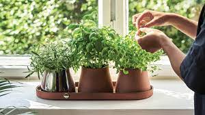 Terra Tray and Set of 3 Pots
