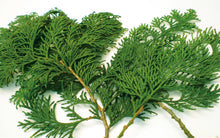 Hinoki Leaf + Branch Essential Oil - 5ml